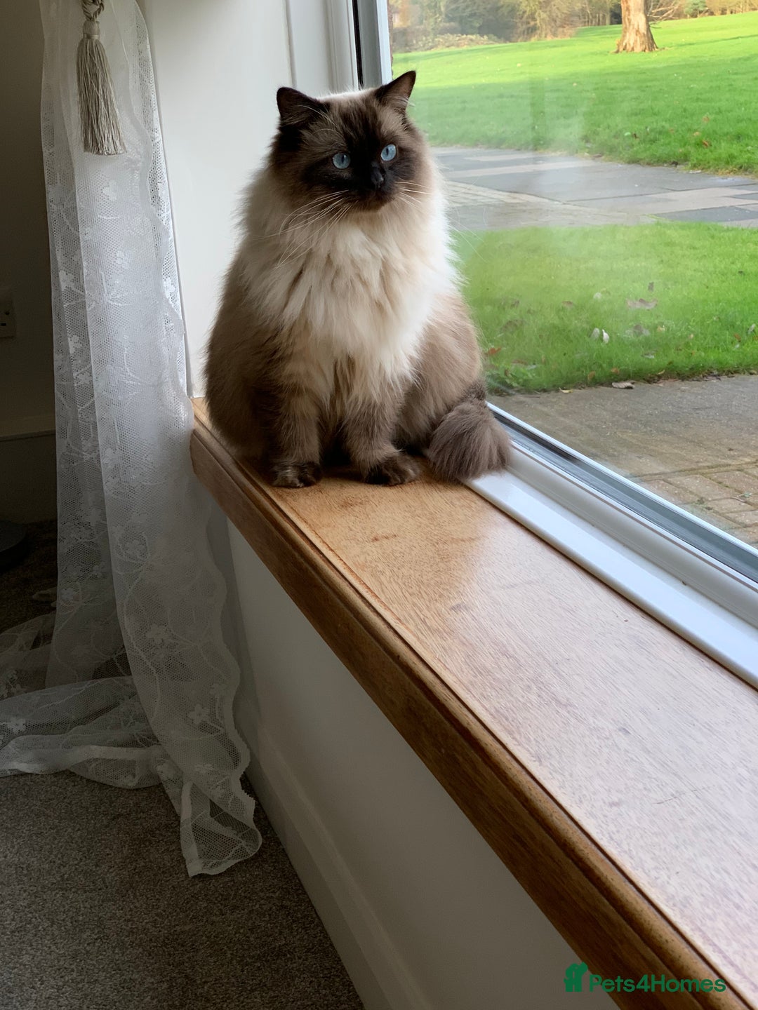 Scottish Fold cats for sale: Scottish Fold (5y) & Ragdoll (7y) - Advert 3