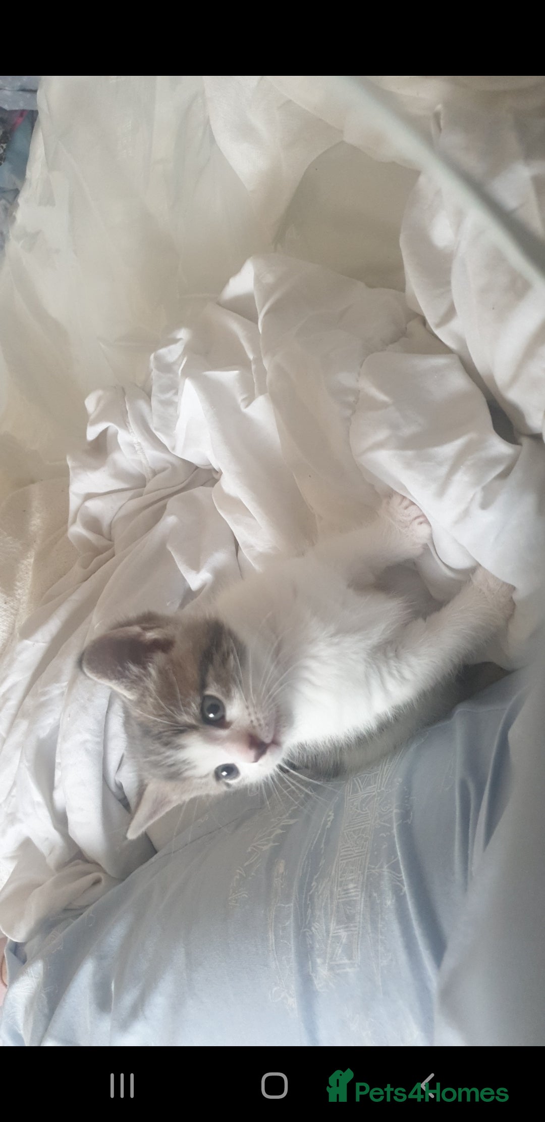 Russian Blue cats for sale: Beautiful male kitten  - Image 6