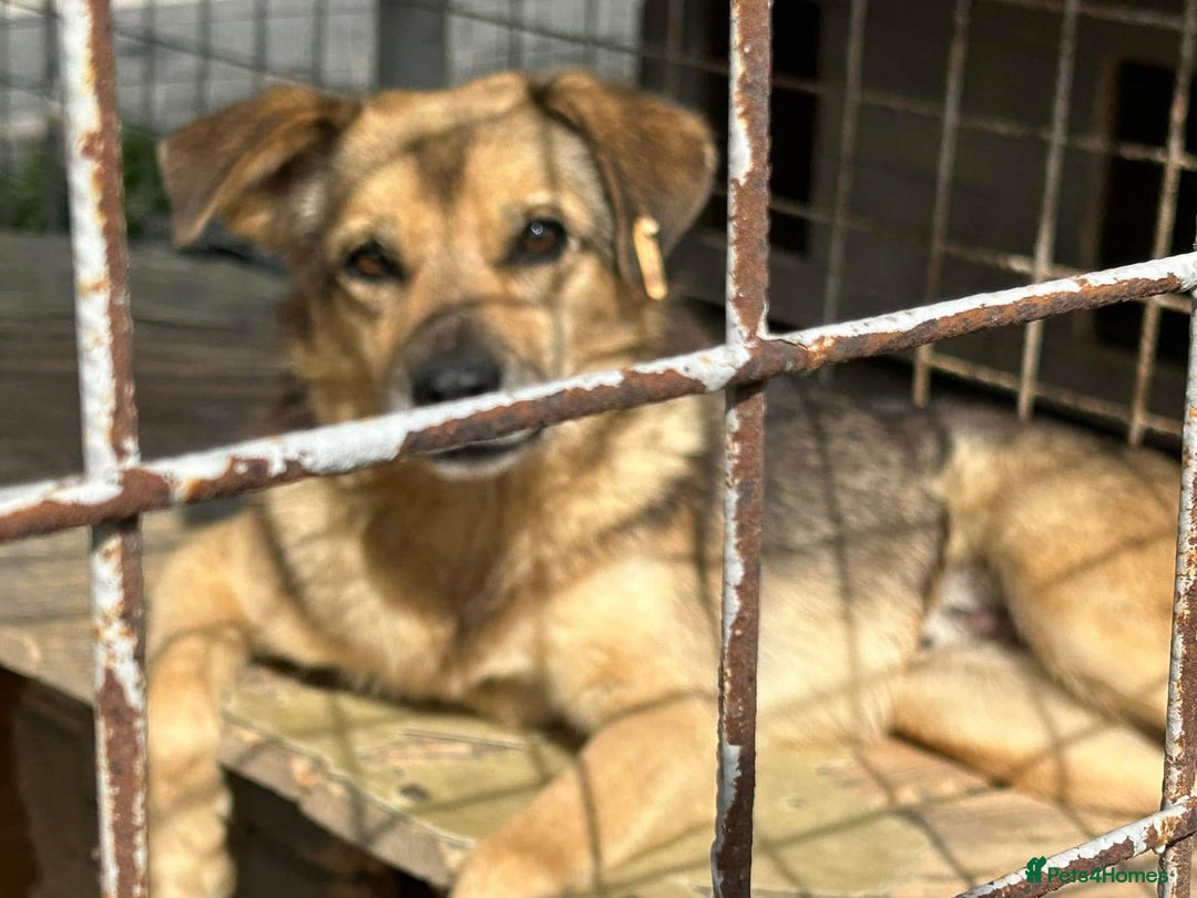 Mixed Breed dogs for adoption: Einstein - Norwich Norfolk  in Norwich - Image 18