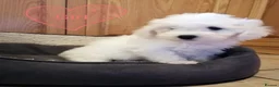 Bichon Frise dogs for sale: Bichon Frise Puppies in Llandysul - Advert 11