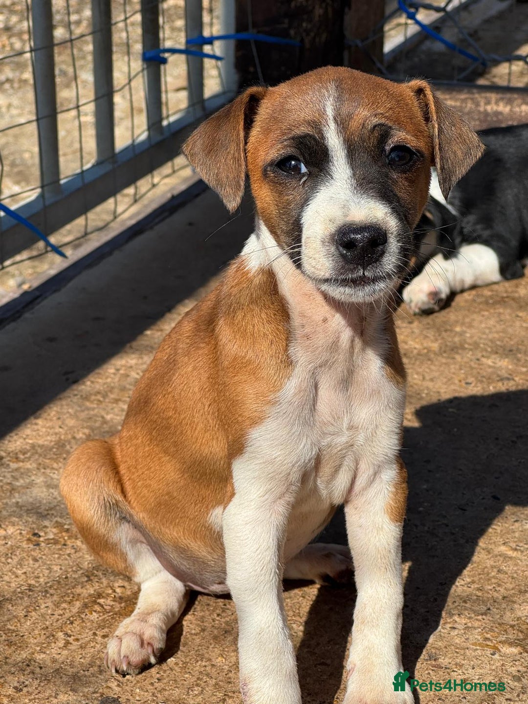 Jack Russell dogs for sale: Jack Russell’s - Image 8