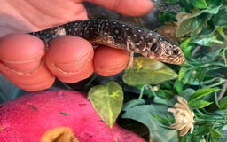 Lizard reptiles for sale: Free jewelled lacertas read description - Image 7
