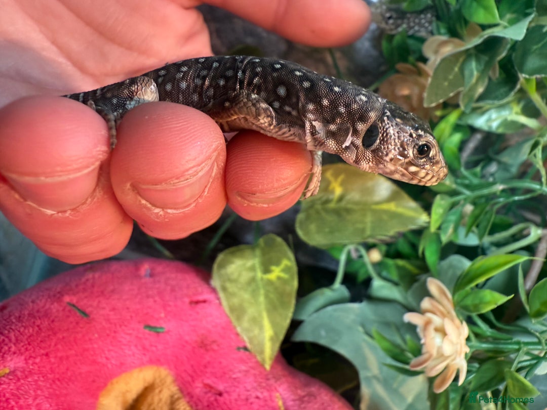 Lizard reptiles for sale: Free jewelled lacertas read description - Image 7