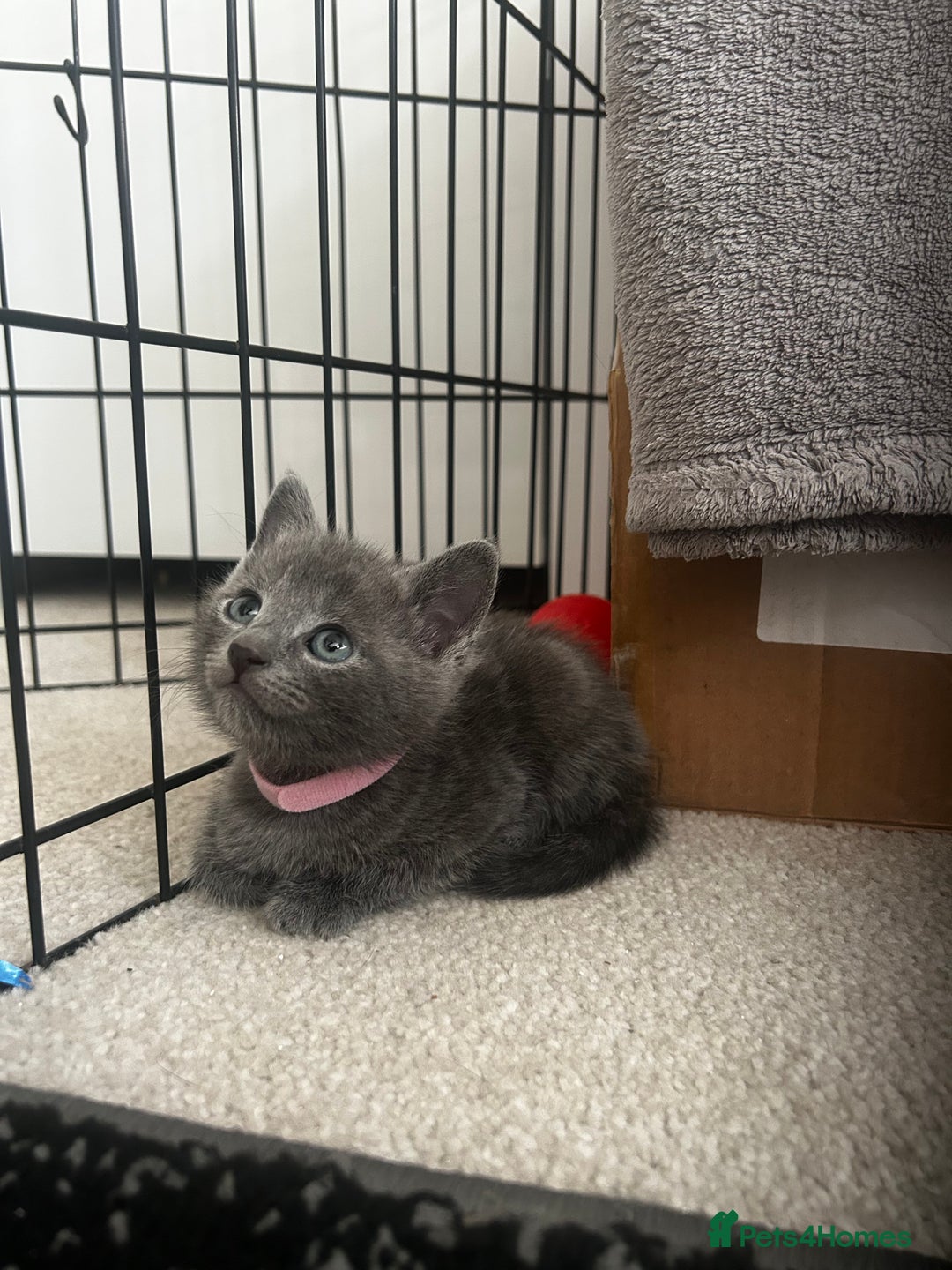Russian Blue cats for sale: Russian blue x Chartreux - Image 5
