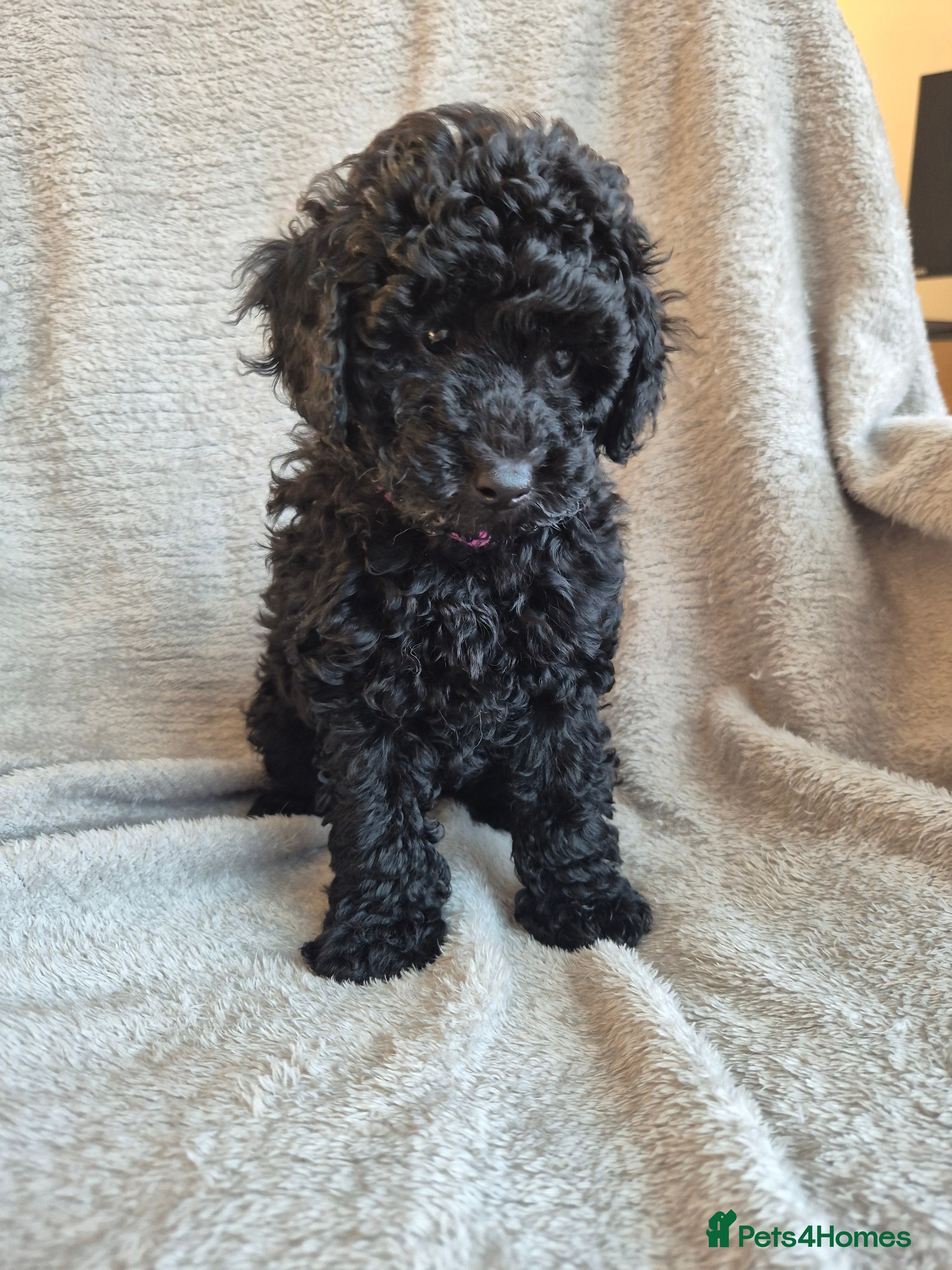 Miniature Poodle dogs 2 beautiful miniature poodles - Advert 2