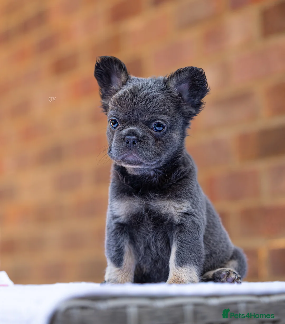 French Bulldog dogs for sale: STUNNING FLUFFY FRENCH BULLDOGS  in Cambridge - Advert 1