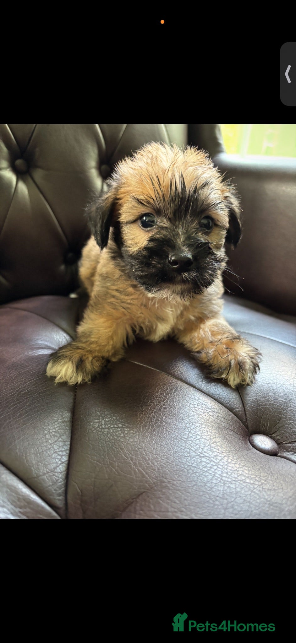 Westiepoo dogs Westipoo puppies for sale  - Advert 1