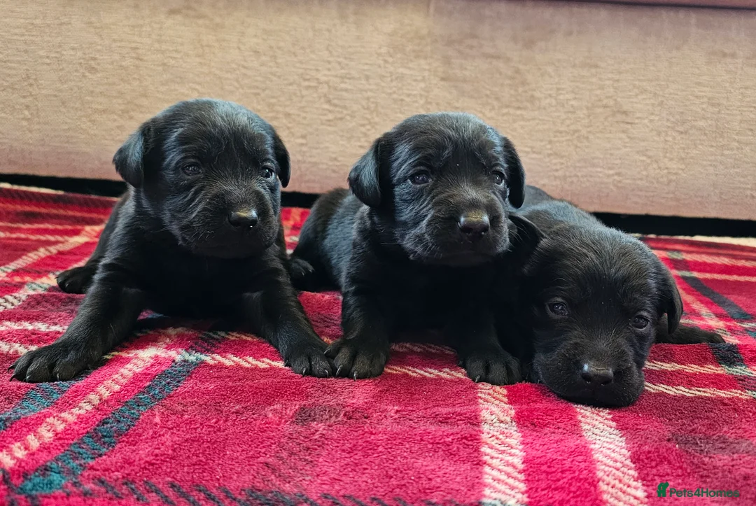 Labrador Retriever dogs for sale: 8 BEAUTIFUL KCREG LABRADORS. HEALTH TESTED PARENTS - Advert 7