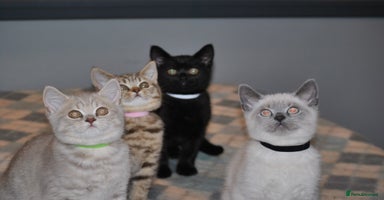 British Shorthair cats 4 Beautiful British Shorthair kittens - Advert 5