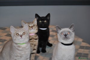 British Shorthair cats 4 Beautiful British Shorthair kittens - Advert 8
