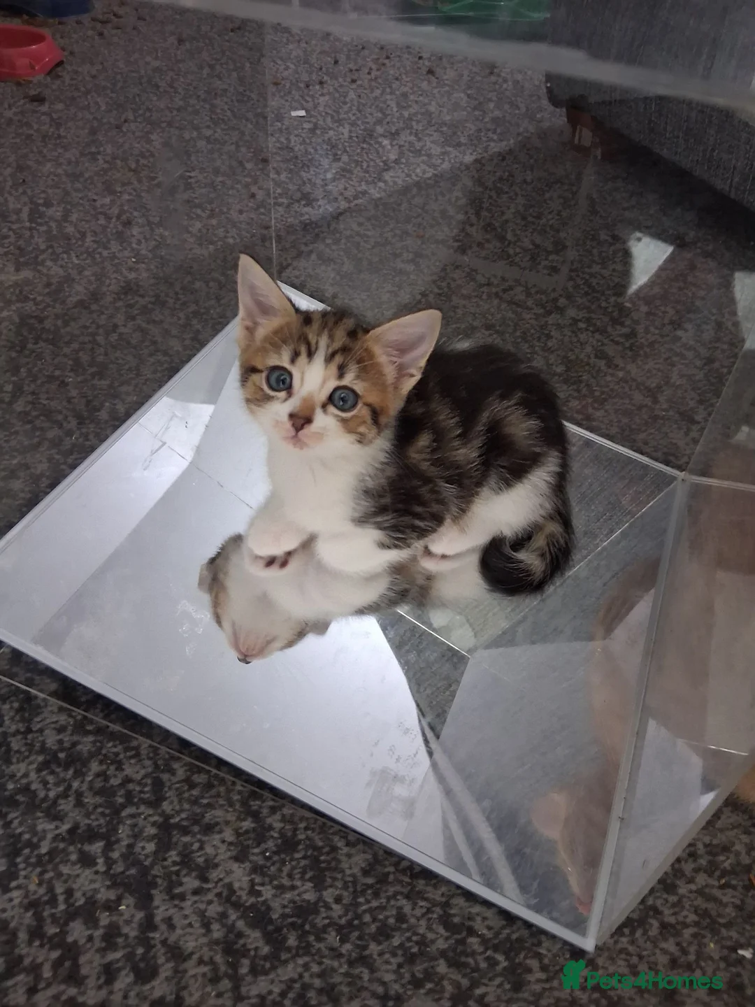 Mixed Breed cats for sale: Litter of 7 ready to leave - Advert 20