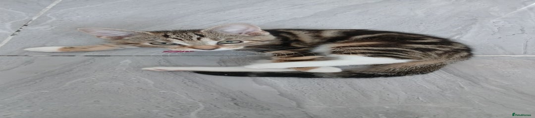 Bengal Kitten 1