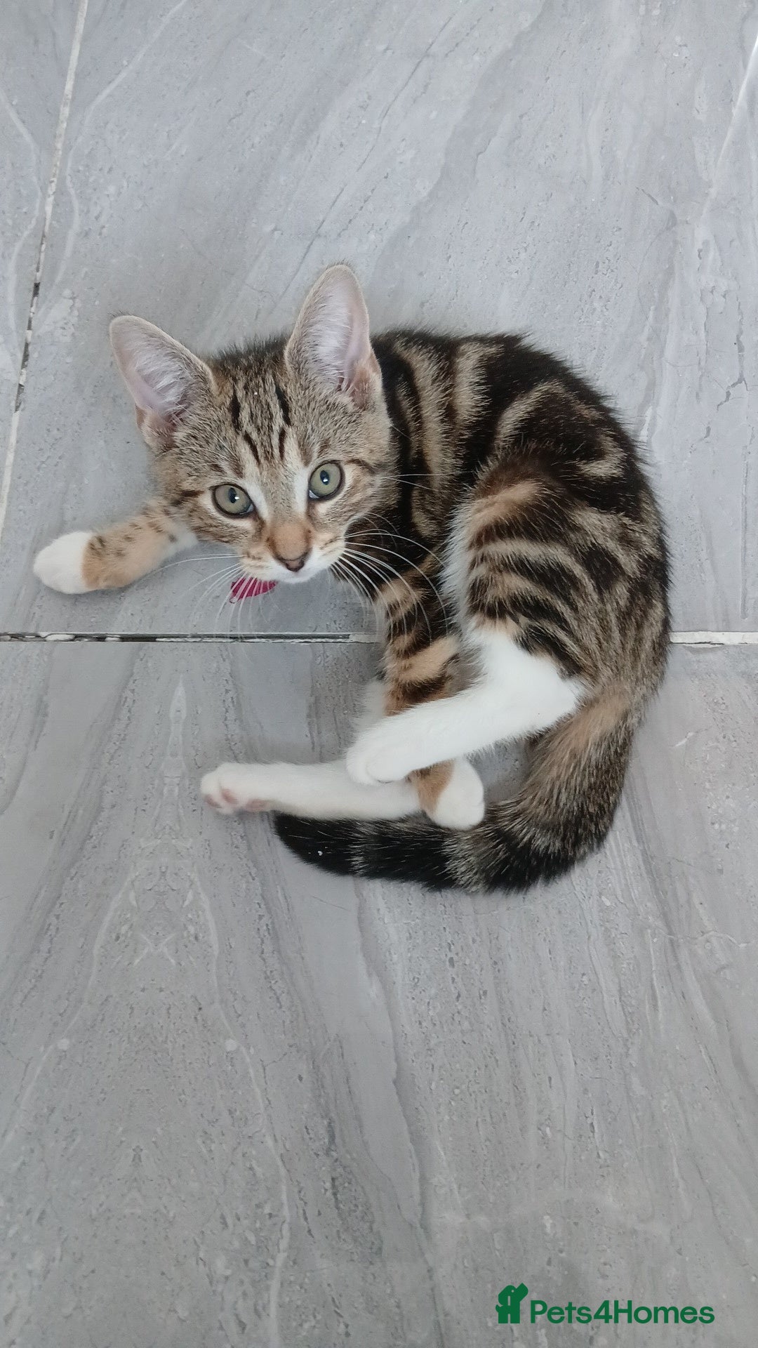 Bengal cats for sale: Bengal cross tabby - Image 2
