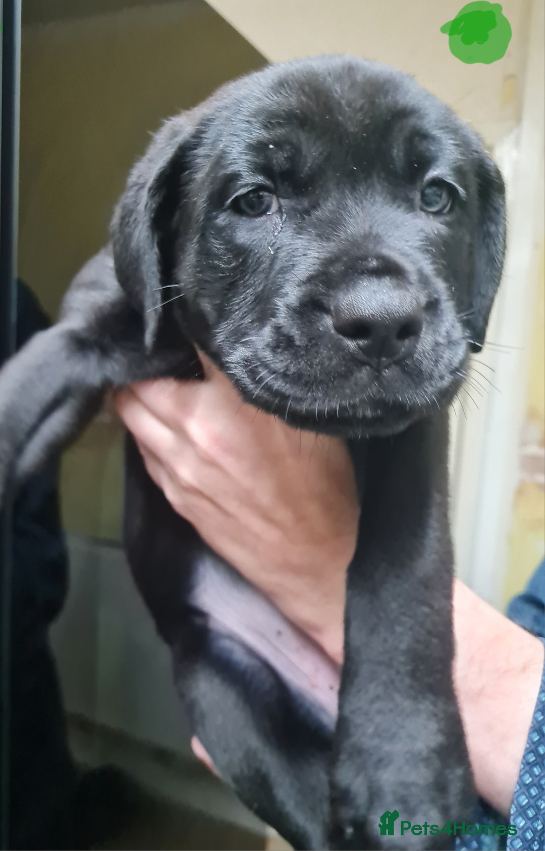 Mixed Breed dogs for sale: Presa canario - Advert 9