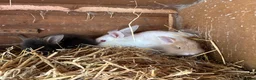 Mixed Breed rabbits for sale: Lion head x lops ready now  - Advert 7