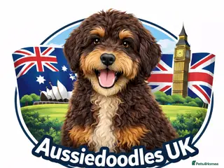 Aussiedoodle dogs Miniature Aussiedoodle Pups 🩷 - Advert 1