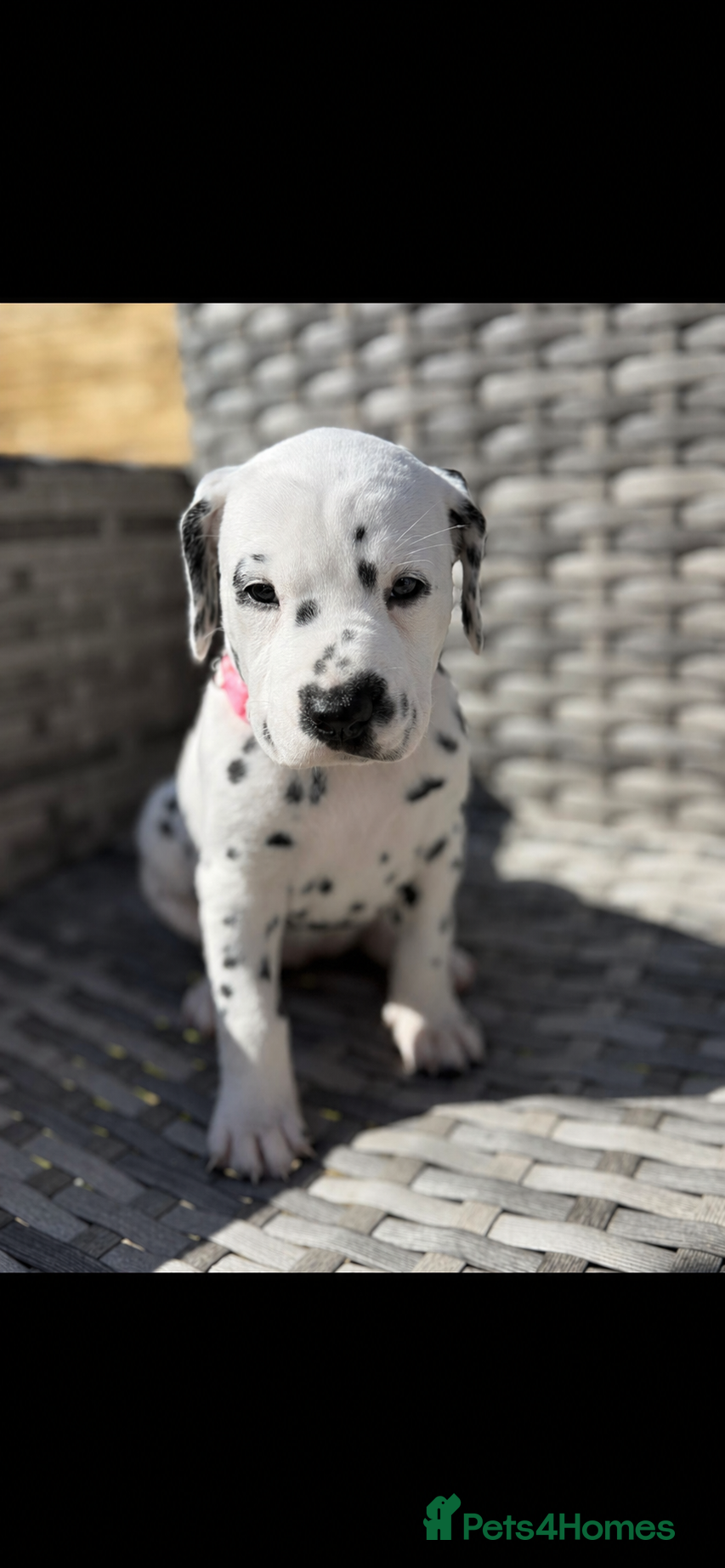 Dalmatian dogs Purebred Dalmatian puppies for sale  - Advert 3
