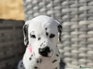 Dalmatian dogs Purebred Dalmatian puppies for sale - Advert 5