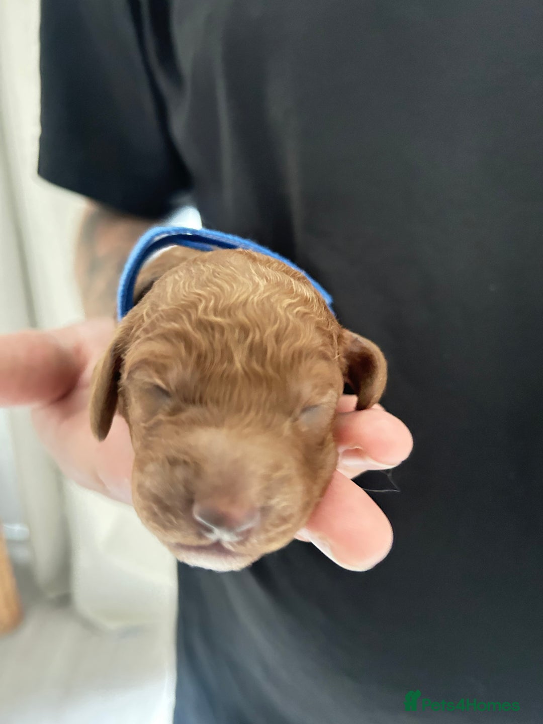 Cockapoo dogs for sale: Beautiful Cockapoo F2 puppies  - Image 15
