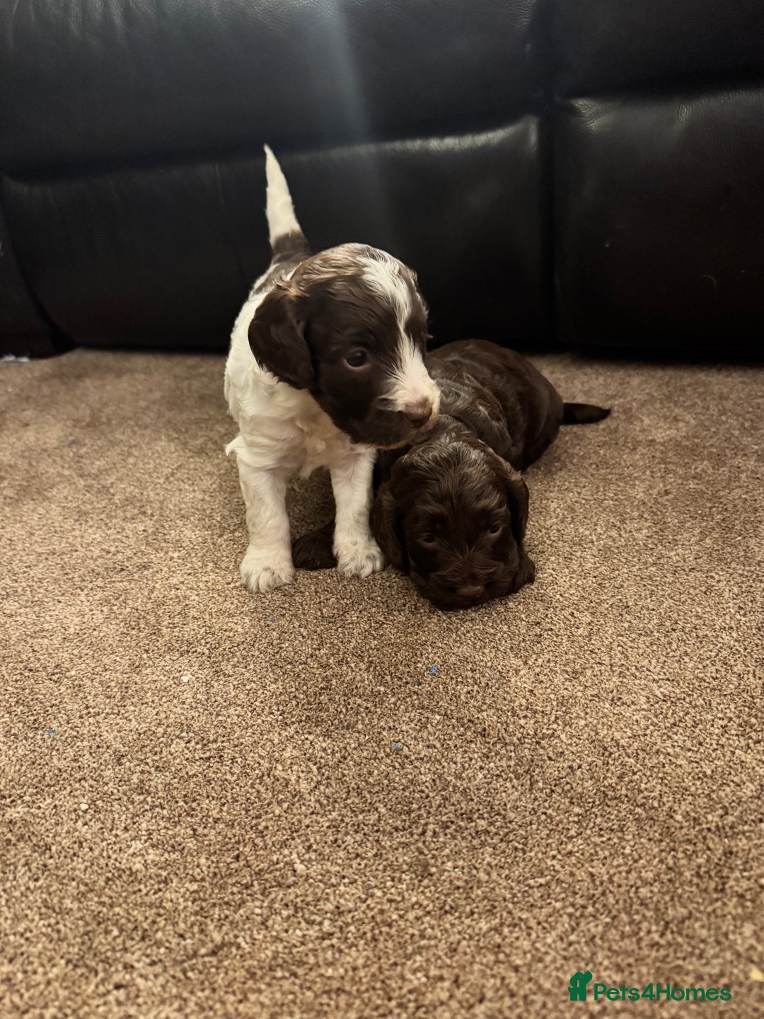 Cockapoo dogs for sale: F2 Cockapoo Puppies - Image 3