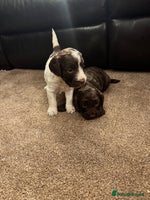 Cockapoo dogs - Advert 4