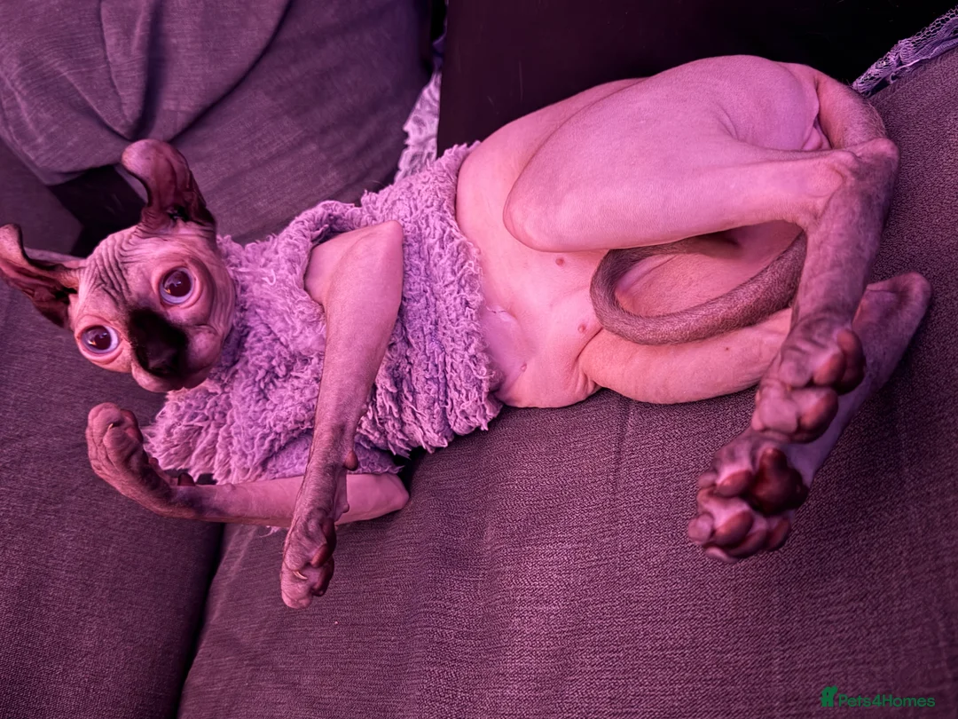 Sphynx cats for stud: Looking for Stud - Advert 1