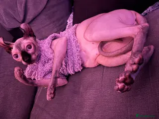 Sphynx cats Looking for Stud - Advert 2