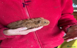 Guinea Pig rodents for sale: Texel and Lunkarya Guinea Pigs - Image 2