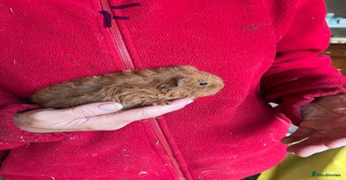 Guinea Pig rodents - Advert 6