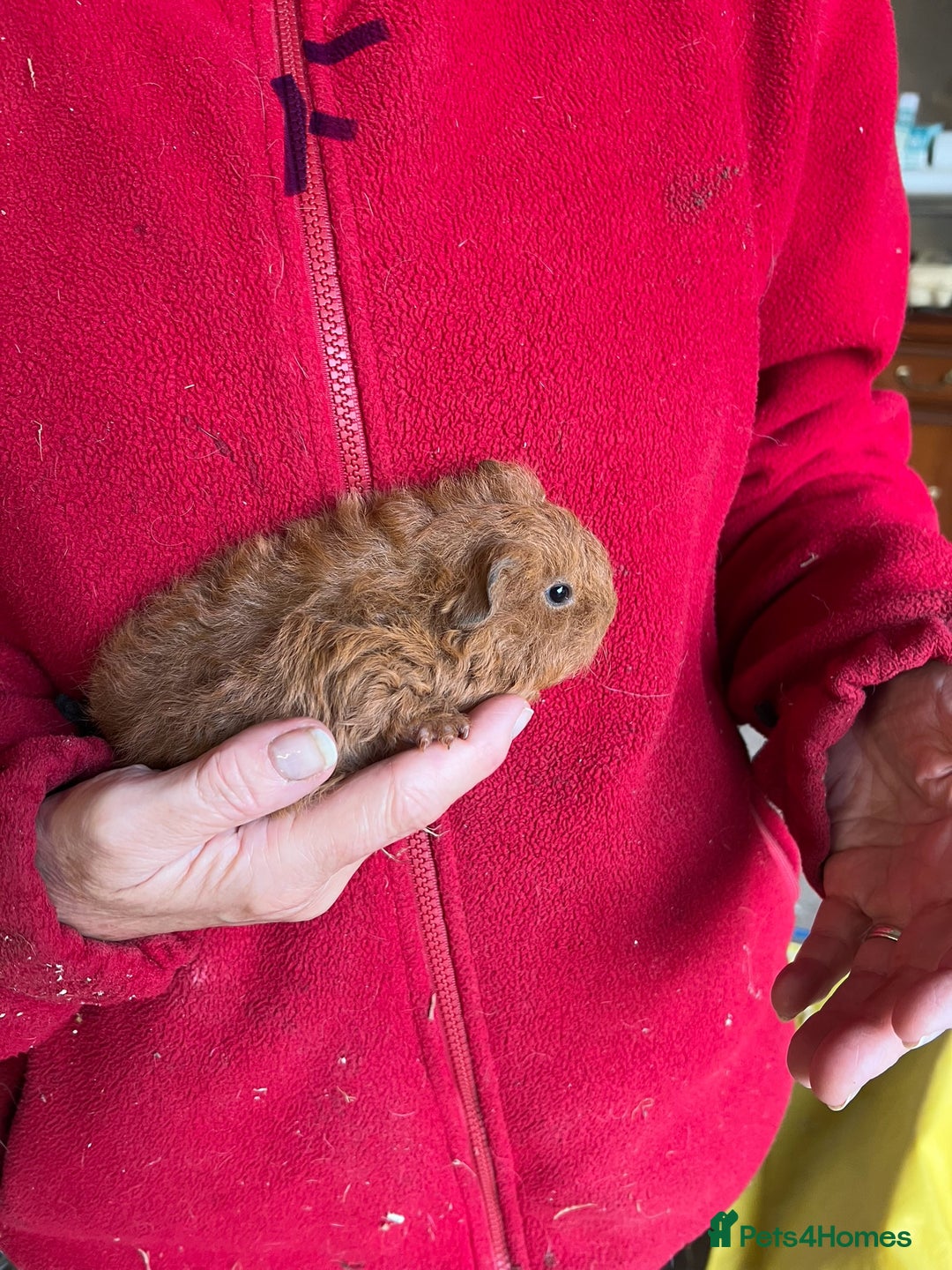 Guinea Pig rodents for sale: Texel and Lunkarya Guinea Pigs - Image 2