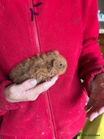 Guinea Pig rodents - Advert 6