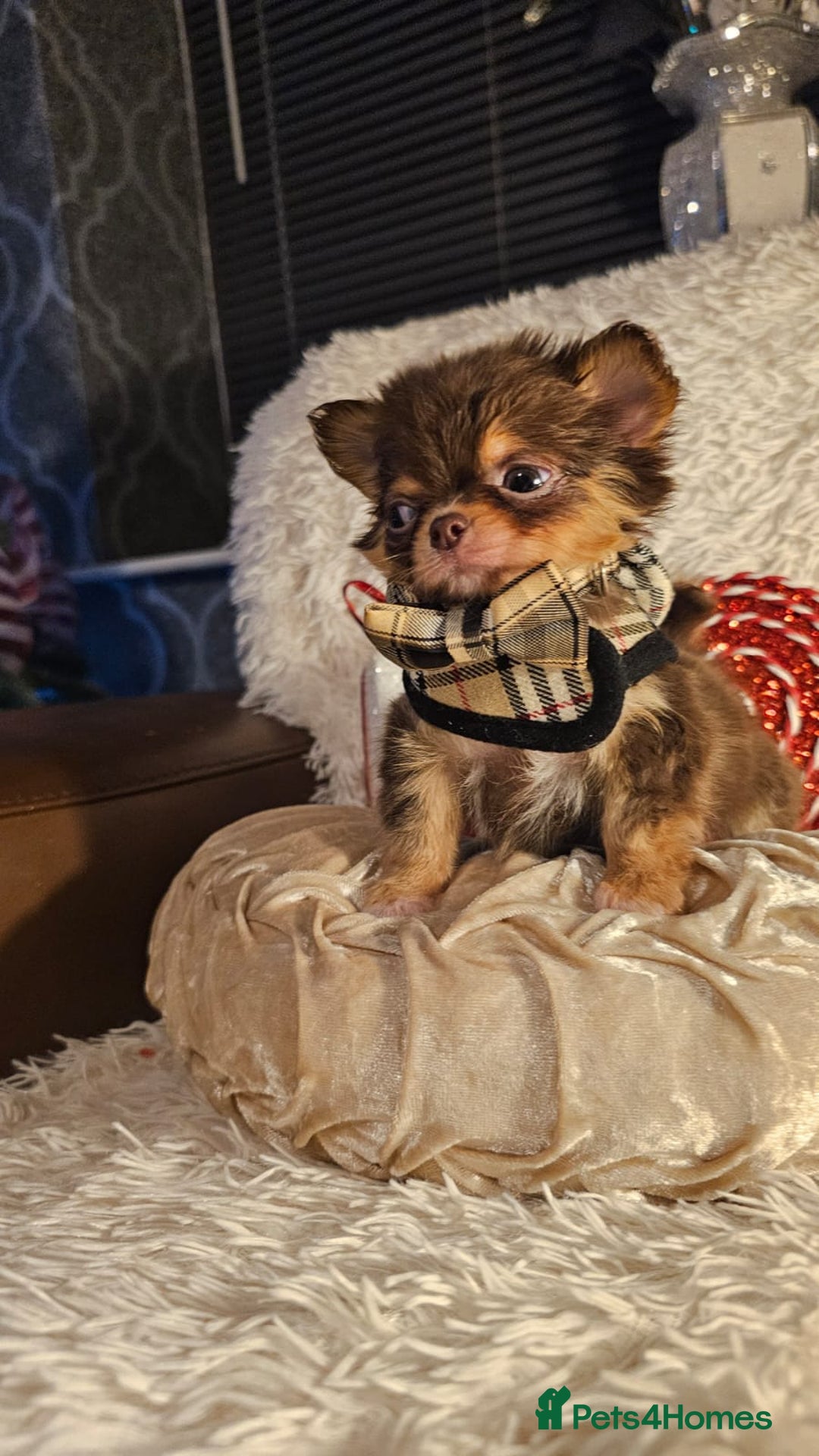 Chihuahua dogs for sale: Xx gorgeous chocolate longcoat chihuahua puppy Xx - Advert 12