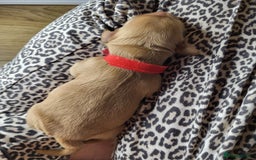 Cockapoo dogs for sale: 🐾 F1bb Red Cockapoo Puppies 🐾 - Advert 7