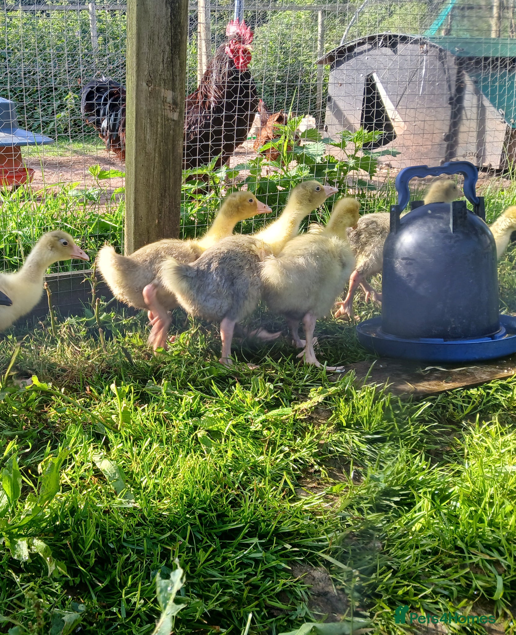 Geese poultry Goslings - Advert 5