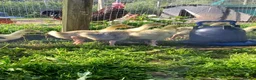 Geese poultry for sale: Goslings - Advert 1