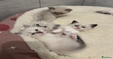 Ragdoll cats - Advert 8
