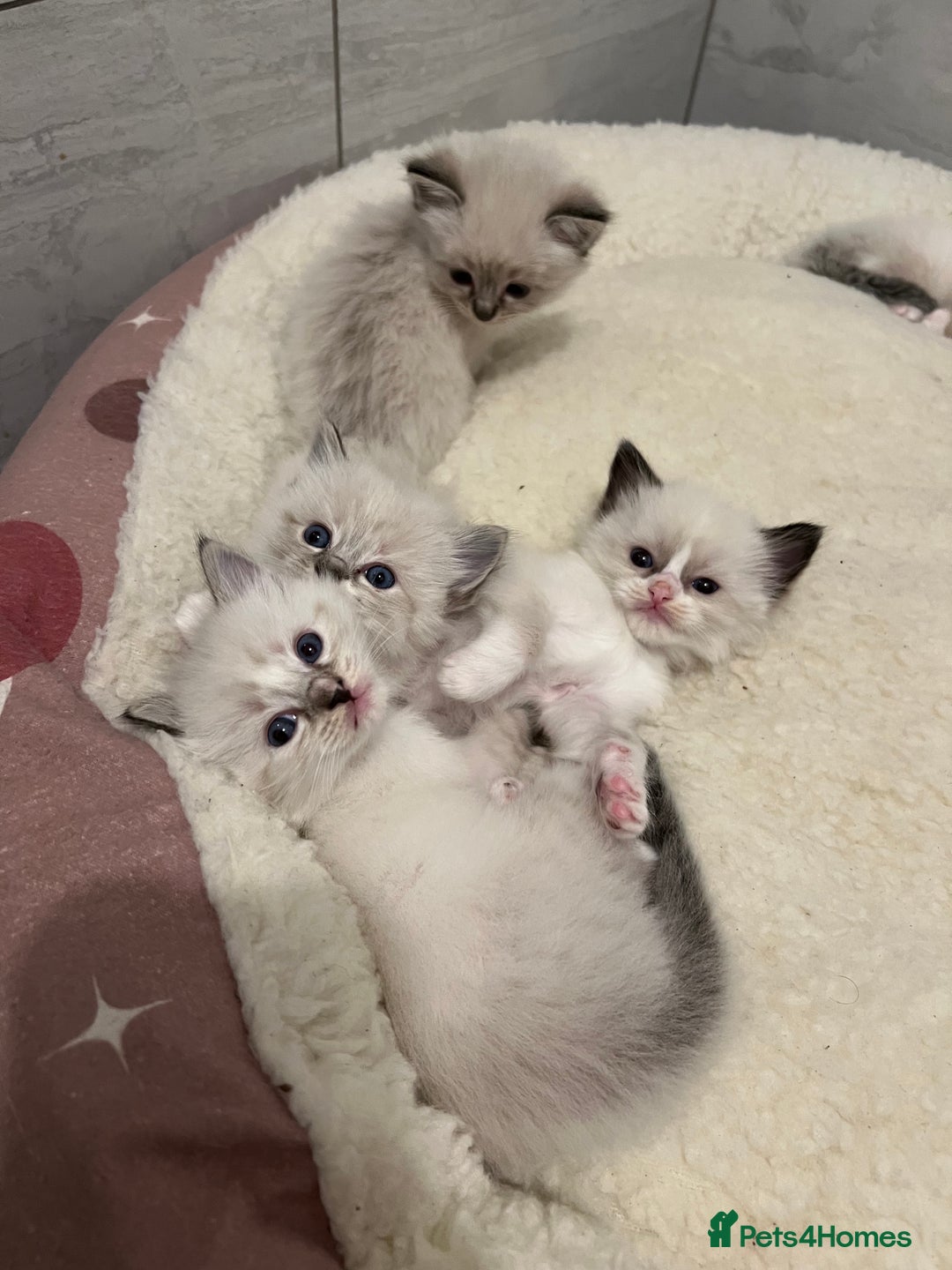 Ragdoll cats for sale: Ragdoll kittens  - Image 2