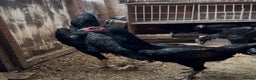 Chickens poultry for sale: Imported black shamo birds for sale  - Advert 1