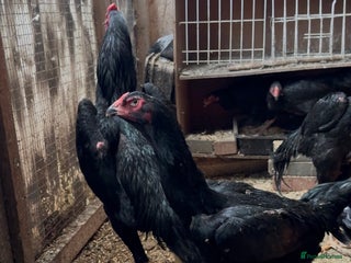 Chickens poultry Imported black shamo birds for sale - Advert 1