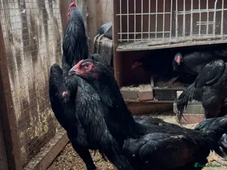 Chickens poultry Imported black shamo birds for sale - Advert 17