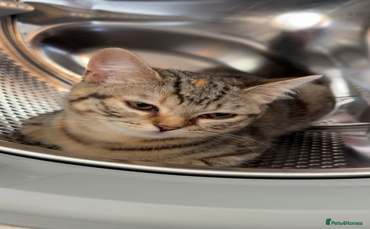 Bengal cats - Advert 1