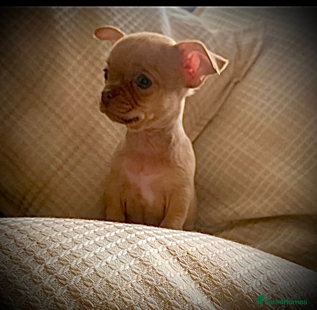 Chihuahua dogs for sale: Chihuahuas boys and girls available - Advert 3