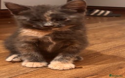 Domestic Shorthair cats for sale: 2 loving family playful kittens - Image 12