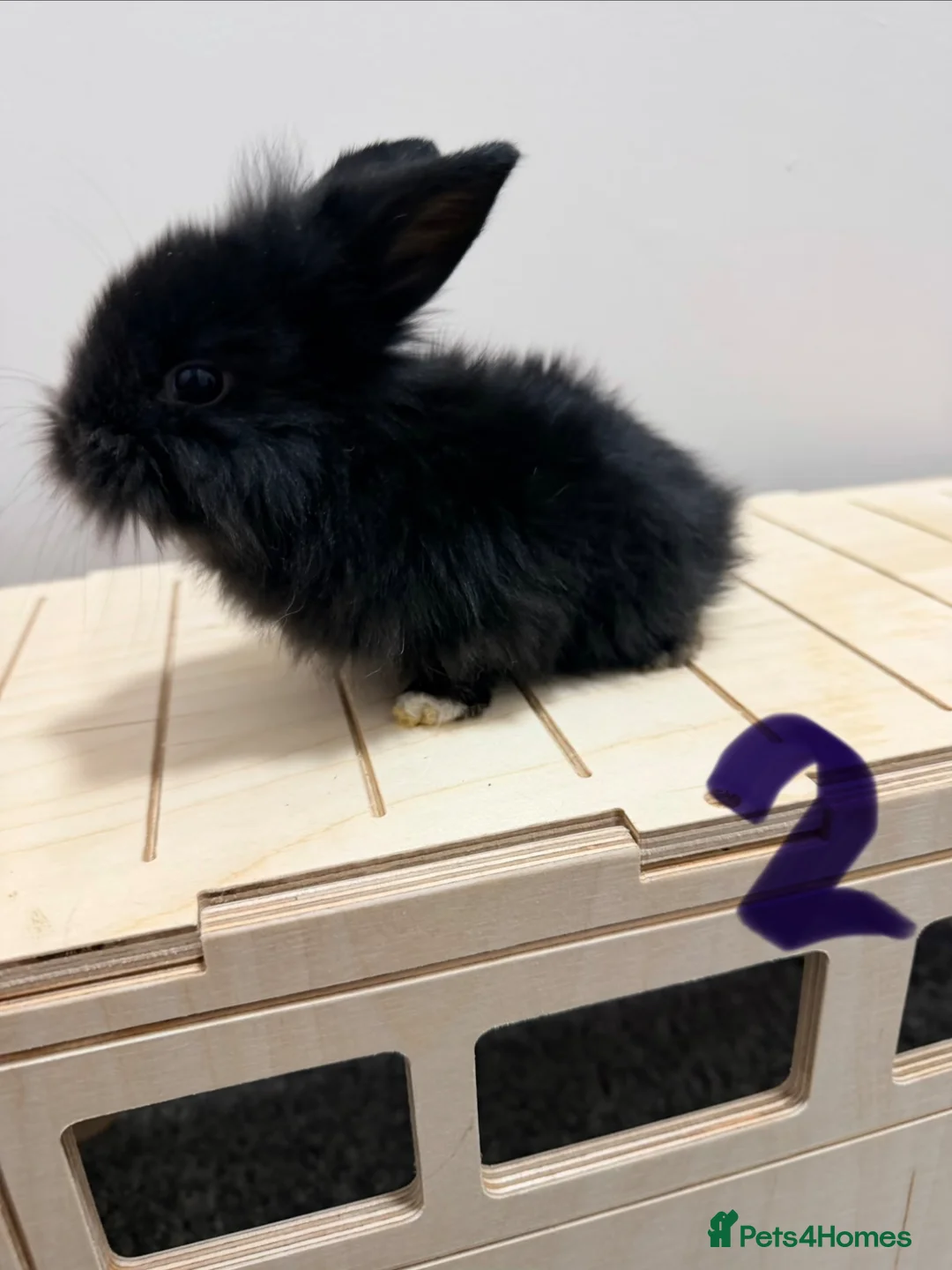 Lionhead rabbits for sale: Lionhead x dwarf  in London - Advert 2