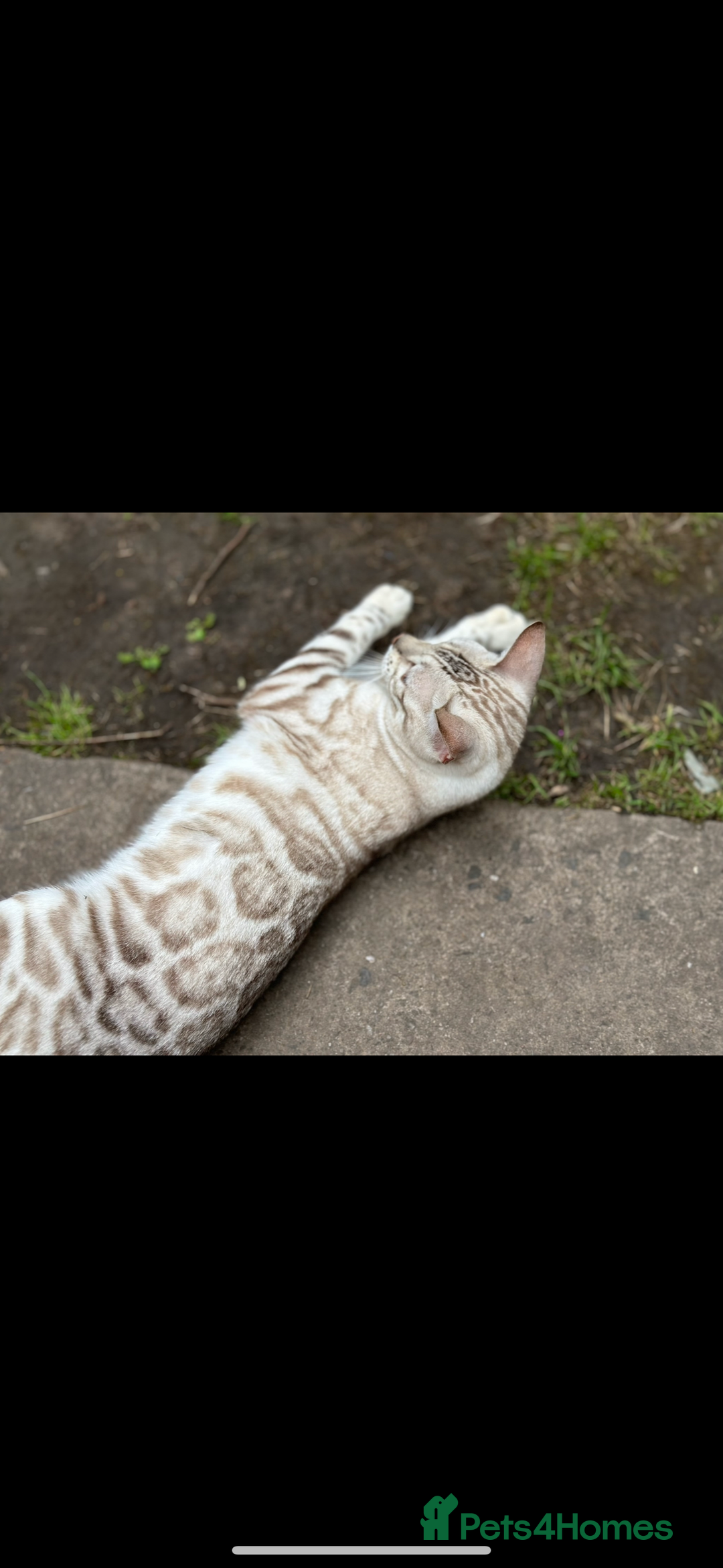 Bengal cats for sale: Stunning championship line snow lynx bengal - Advert 2