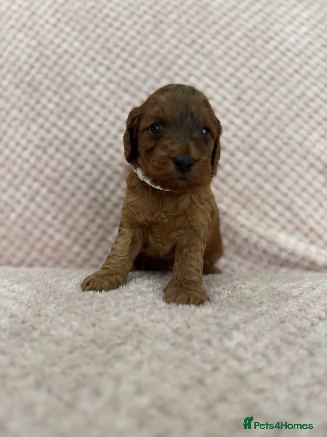 Cockapoo dogs for sale: Beautiful Cockapoos puppies - fully health tested  - Advert 14