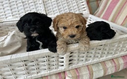 Cavachon dogs for sale: Outstanding Cavapoochon Puppies - Image 3