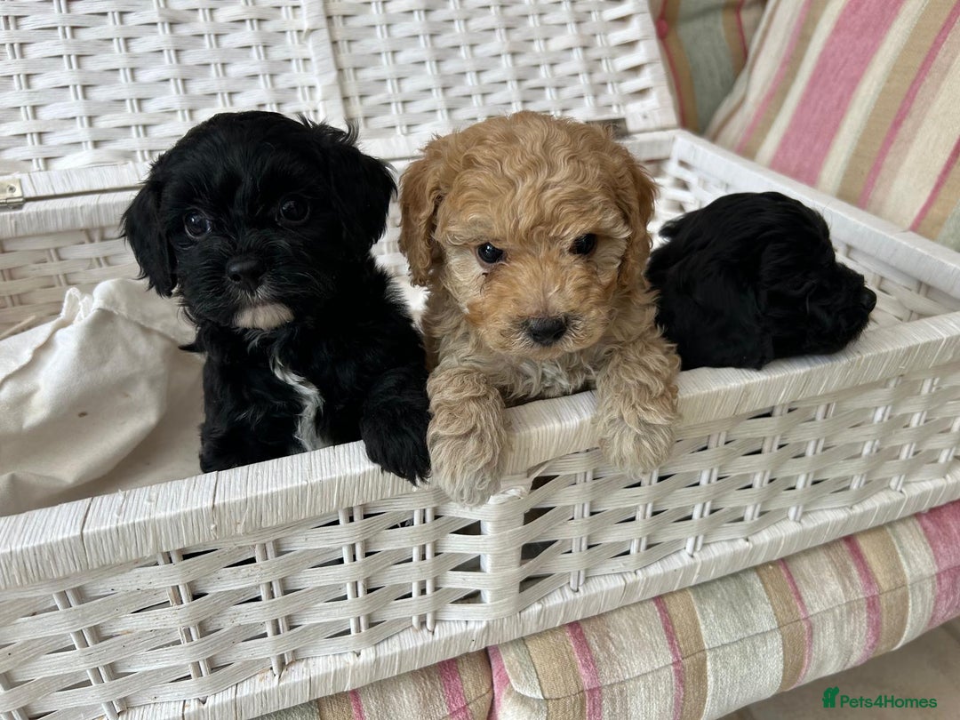 Cavachon dogs for sale: Outstanding Cavapoochon Puppies - Image 3