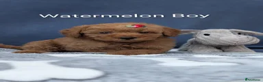 Maltipoo 4