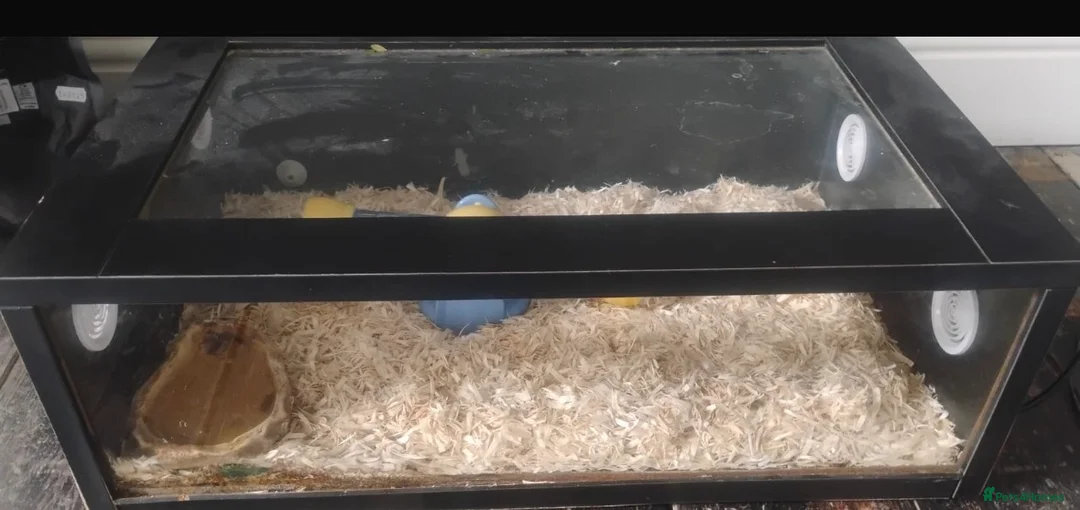 Corn Snake reptiles for sale: Beautiful corn snake  in Holsworthy - Advert 6